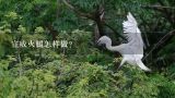 宣威火腿怎样做？宣威火腿制作技艺的介绍