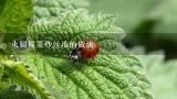 火腿榄菜炒丝瓜的做法,丝瓜炒火腿的做法