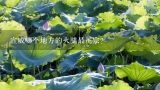 宣威哪个地方的火腿最正宗？在曲靖的哪里 可以买到正宗的宣威火腿？