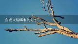 宣威火腿哪家的好？宣威火腿怎么腌制？