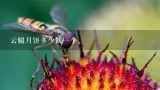 云腿月饼多少钱一个,云南云腿月饼哪家好吃