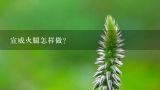 宣威火腿怎样做？宣威火腿的制作方法？