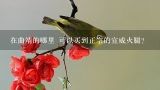 在曲靖的哪里 可以买到正宗的宣威火腿？曲靖宣威火腿美食哪家好？