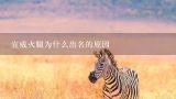 宣威火腿为什么出名的原因,宣威火腿跟金华火腿谁有名?