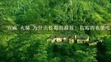 宣威 火腿 为什么长霉的最好？长霉的也能吃？如何腌制宣威火腿?