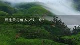 野生黄花鱼多少钱一斤？大黄鱼多少钱一斤？