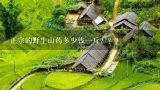 正宗的野生山药多少钱一斤？？？
