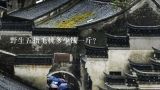 野生五指毛桃多少钱一斤？八家子水果批发市场现在批发毛桃多少钱一斤