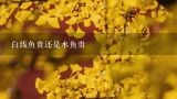 白线鱼贵还是水鱼贵,水鱼多少钱一斤。