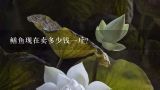 鳝鱼现在卖多少钱一斤？山东的黄鳝多少钱一斤