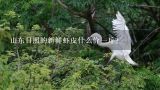 山东日照的新鲜虾皮什么价一斤？虾皮多少钱一斤