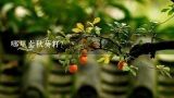 哪里卖秋葵籽？种植一亩黄秋葵要多少种子