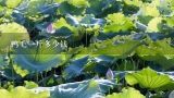 鸭毛一斤多少钱,在哪里卖鸭毛鹅毛多少钱一斤？