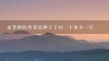 家里种的香菜结种子了问一下多少一斤
