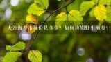 大连海参市场价是多少？如何辨别野生海参？干海参怎,大连海参多少钱一斤
