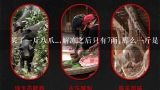 买了一斤八爪_,解冻之后只有7两,那么一斤是多少钱,冷冻八爪鱼10元一斤好吗