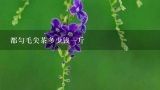 都匀毛尖茶多少钱一斤,都匀毛尖多少钱一斤