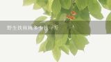野生铁核桃多少钱一斤,云南野生铁核桃多少钱一斤有人收够吗