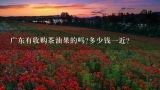 广东有收购茶油果的吗?多少钱一近?茶油果怎么样榨油