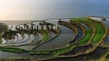 那里可以买到霍霍牛蛙,2022年4月中旬牛蛙有没有10块钱