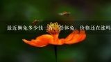 最近獭兔多少钱一斤，活体兔，价格还在涨吗,2013年獭兔多少钱一斤