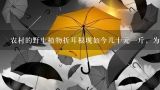 农村的野生植物折耳根现如今几十元一斤，为什么很少,鱼腥草多少钱一斤