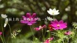 市面上的三黄鸡多少钱一斤？今日广西三江三黄鸡多少钱一斤？