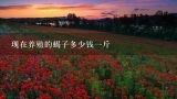 现在养殖的蝎子多少钱一斤