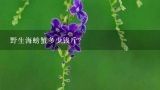 野生海螃蟹多少钱斤？海蟹多少钱一斤市场价2022？