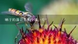 晒干的蒲公英多少钱一斤？干蒲公英多少钱一斤？