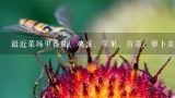 最近菜场里番茄、鸡蛋、苹果、青菜、萝卜美国甜豆分别多少钱左右一斤？台湾甜豆(碗豆)多少钱一斤2O15年市价