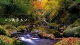 40岁海参多少,30-40头野生鲜食海参多少一斤？