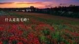 什么是花毛峰？花毛峰哪里最好？