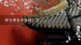 野生带鱼多少钱一斤,野生带鱼多少钱一斤？