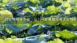 昆仑雪菊多少钱一斤？一斤新疆雪菊多少钱呢?谁知道昆仑雪菊一斤多少钱?