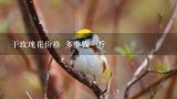 干玫瑰花价格 多少钱一斤,玫瑰花茶价格