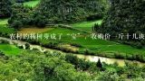 农村的杨树芽成了“宝”，收购价一斤十几块，到底有,现在莱西杨树多钱一方有收的吗