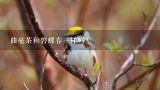 曲毫茶和碧螺春一样吗？什么是曲毫茶