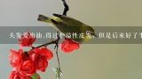 头发爱出油,得过脂溢性皮炎，但是后来好了半年，现,请问那位朋友知道现在的五味子多少钱一斤啊?