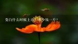 茭白什么时候上市？多少钱一斤？茭白种植成本及利润？