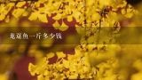 龙趸鱼一斤多少钱,龙趸鱼一斤多少钱？