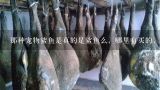 那种宠物鲨鱼是真的是鲨鱼么，哪里有买的，多少钱呢,鲨鱼干怎么吃最好吃