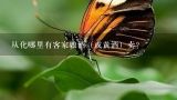 从化哪里有客家娘酒（或黄酒）卖？“客家娘酒”名字的由来？