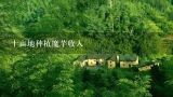 十亩地种植魔芋收入,魔芋粉丝加工利润多少