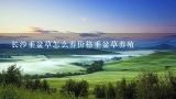 长沙垂盆草怎么养价格垂盆草养殖,请问垂盆草颗粒和茵栀黄颗粒哪个好