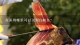 在深圳哪里可以买到白鳝鱼？白鳝鱼和石斑鱼哪个贵