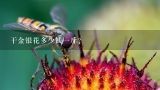 干金银花多少钱一斤？干金银花多少钱一斤？