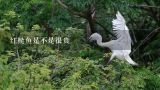 红鲢鱼是不是很贵,农村常吃的白鲢鱼和花鲢鱼有什么区别？