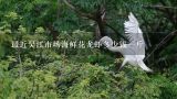 最近吴江市场海鲜花龙虾多少钱一斤,花龙虾和波士顿龙虾哪个好