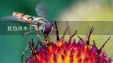 蓝色淡水小龙虾,“巨型蓝虾”现身长江，重达一斤，味道鲜美，会取代